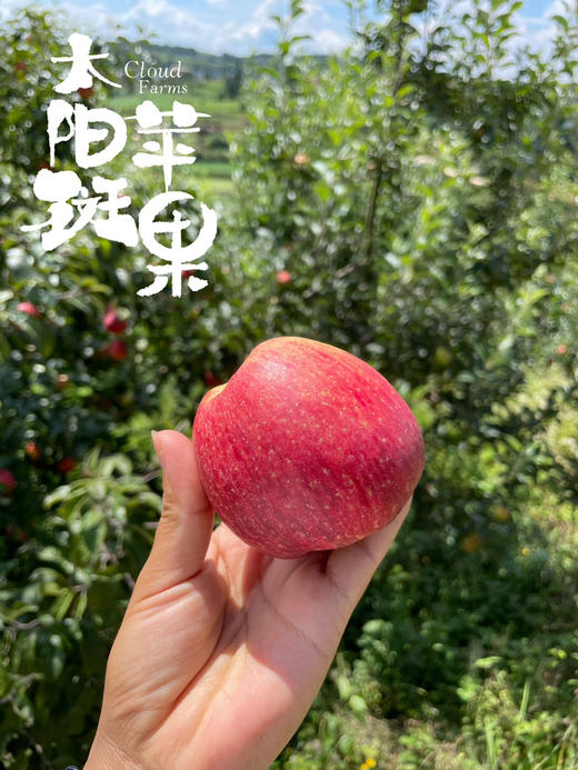 云南太阳斑富硒红玛瑙苹果 商品图3