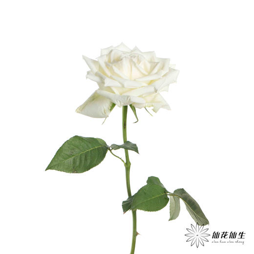 基地单头玫瑰 | 坦尼克 商品图7