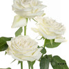 基地单头玫瑰 | 坦尼克 商品缩略图3