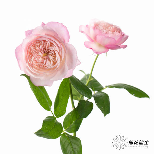 多头玫瑰 | 康斯坦茨 商品图4