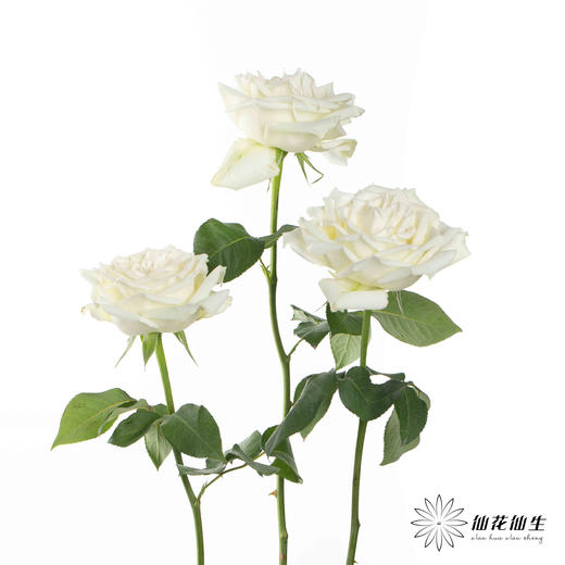 基地单头玫瑰 | 坦尼克 商品图6