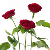 百利信单头玫瑰 | 苔丝 商品缩略图6