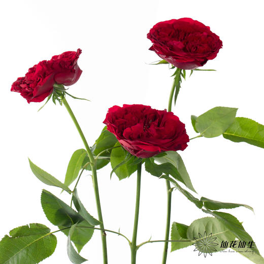 百利信单头玫瑰 | 苔丝 商品图6