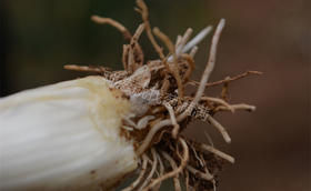 大葱主要病虫害有哪些?怎样防治?