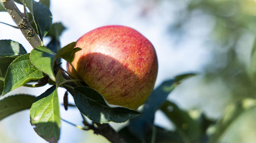 云南太阳斑富硒红玛瑙苹果 商品图5