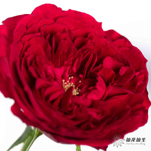 百利信单头玫瑰 | 苔丝 商品图2