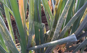 大葱斑潜蝇用什么药防治比较好?