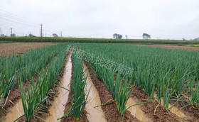 大雨过后大葱如何管理?葱满满教您几招