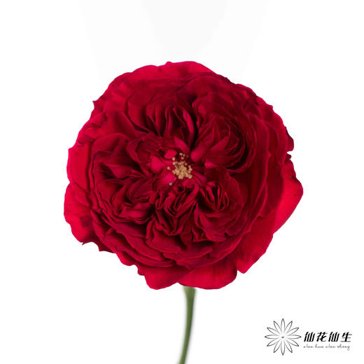 百利信单头玫瑰 | 苔丝 商品图3