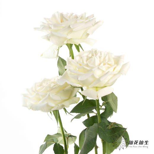 基地单头玫瑰 | 坦尼克 商品图4