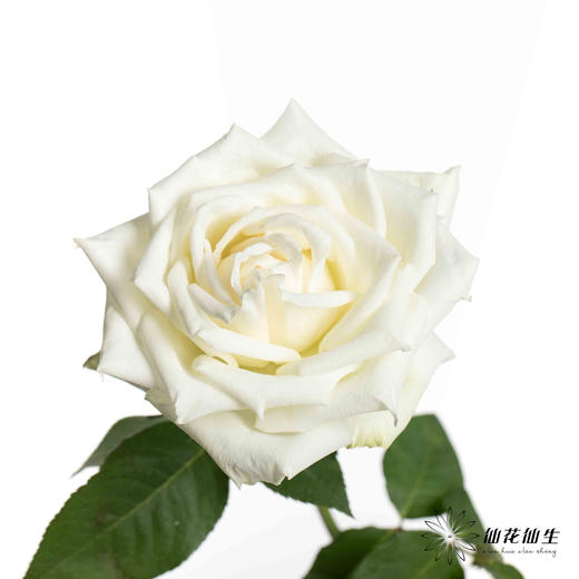 基地单头玫瑰 | 坦尼克 商品图1