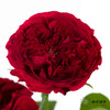 百利信单头玫瑰 | 苔丝 商品缩略图0