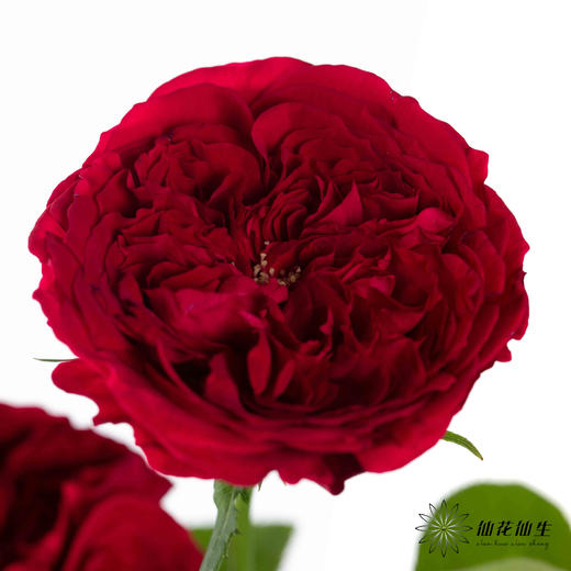 百利信单头玫瑰 | 苔丝 商品图0