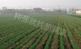 大葱种植一亩地种植多少株