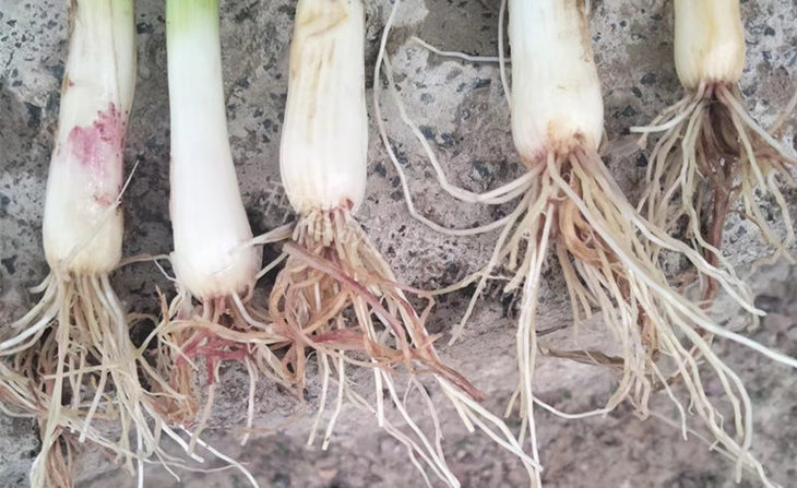 大葱烂根