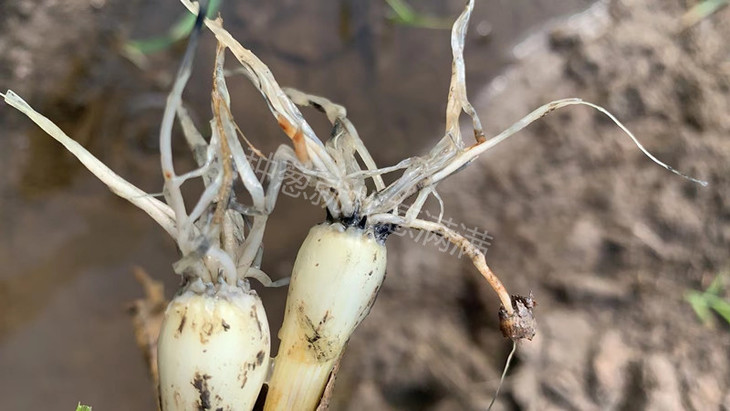 大雨过后大葱根系腐烂