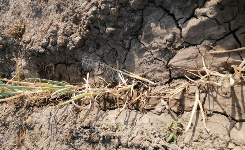 大葱移栽后死亡