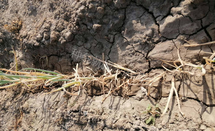 病害引起葱叶干枯发黄