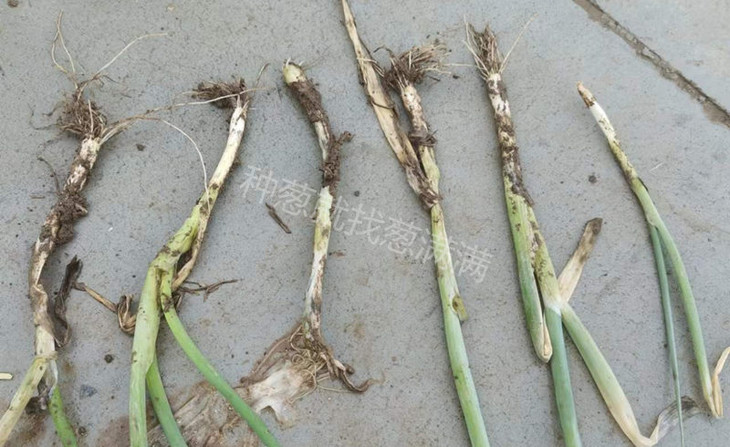 大葱根腐病实拍