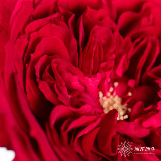 百利信单头玫瑰 | 苔丝 商品图1