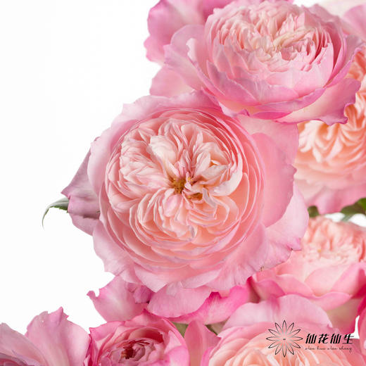 多头玫瑰 | 康斯坦茨 商品图3