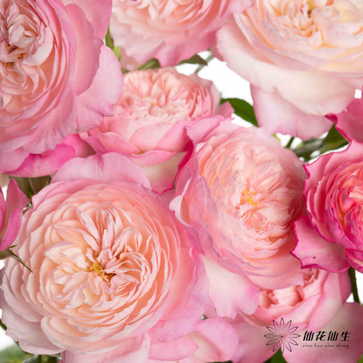 多头玫瑰 | 康斯坦茨 商品图1