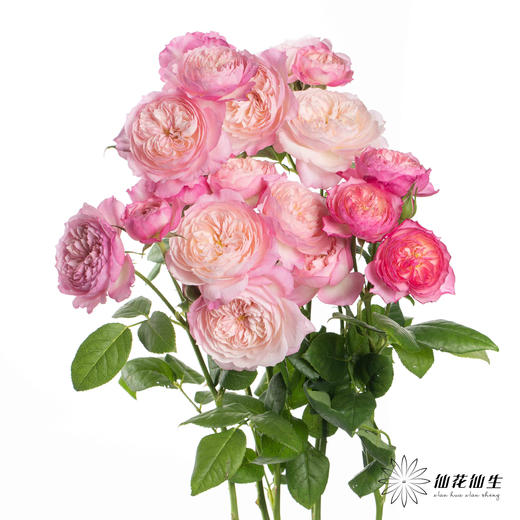 多头玫瑰 | 康斯坦茨 商品图6