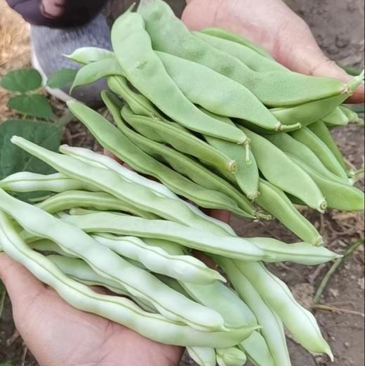 生态四季豆 | 合作生产*Eco-Vegetable Box | Coproducted 商品图0