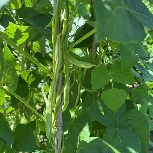 生态四季豆 | 合作生产*Eco-Vegetable Box | Coproducted 商品图4