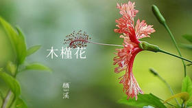 木槿——朝开暮落木槿花，繁花似锦满夏秋 |植物小课堂026