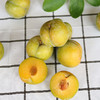 【新鲜水果】贵州蜂糖李3斤装    商品缩略图7