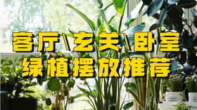 室内绿植摆放攻略！客厅\卧室\玄关绿植推荐