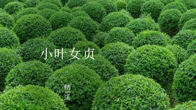 小叶女贞——花团簇拥如喷雪，花香惹成蝴蝶树 | 植物小课堂025