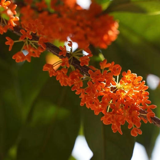 【浦城糖酿桂花酱】精选十月丹桂 · 八道古法酿造 · 花香馥郁 · 香甜可口 商品图2