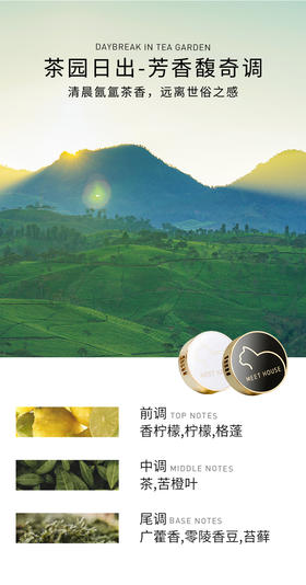 【新品上新】经典车载香薰补充香薰片（不含扩香器）