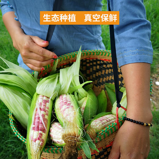 云南版纳香糯小玉米  加热即食（4斤装） 商品图3