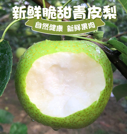 【每日食养】砀山皇冠梨5斤中果约10-12个 商品图5