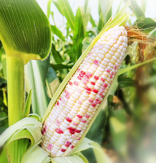 云南版纳香糯小玉米  加热即食（4斤装） 商品图2