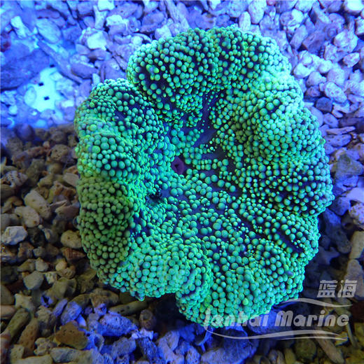彩色地毯-绿 商品图7