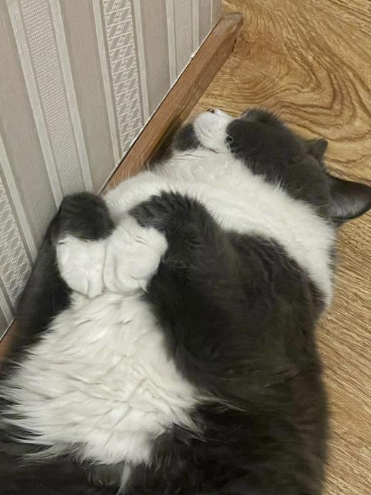 先审后发测试--勿动——001 商品图0