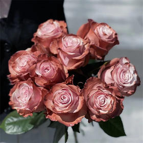 预售厄瓜多尔染色玫瑰花PINK CIOCCOLATE粉红巧克力10支