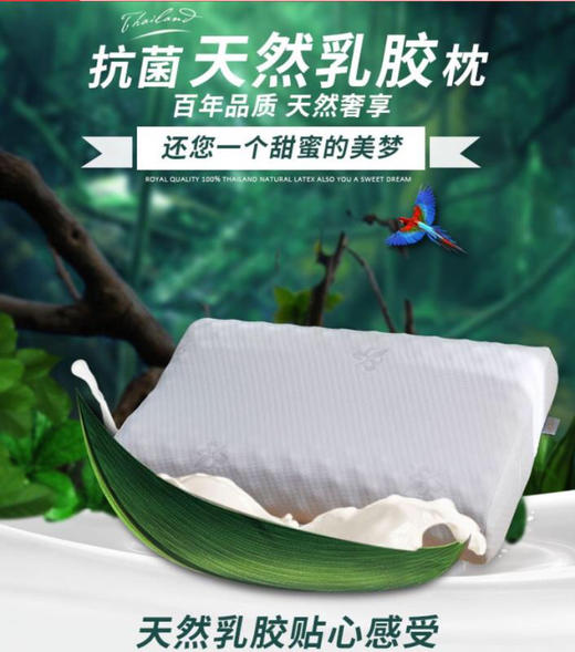 喜芙妮（SOFTNIE）抗菌天然乳胶枕 XF-Z2201 商品图1