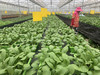 青菜/500g穴植生态 商品缩略图1