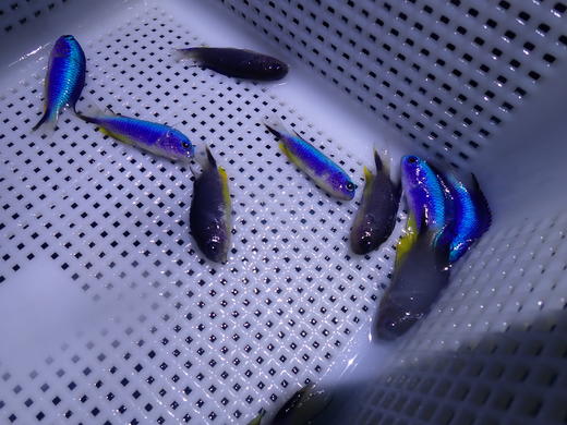 闪电魔（子弹魔） 商品图7