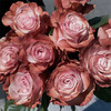 预售厄瓜多尔染色玫瑰花PINK CIOCCOLATE粉红巧克力10支 商品缩略图1