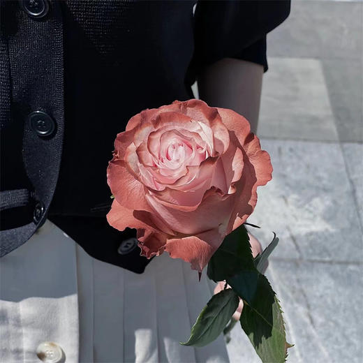 预售厄瓜多尔染色玫瑰花PINK CIOCCOLATE粉红巧克力10支 商品图2