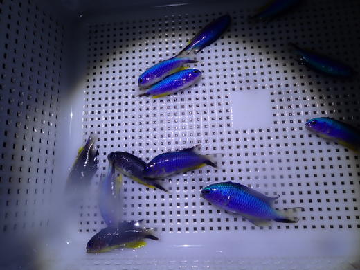 闪电魔（子弹魔） 商品图6