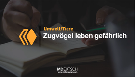 15.【动物】候鸟危险的生活（MP3）