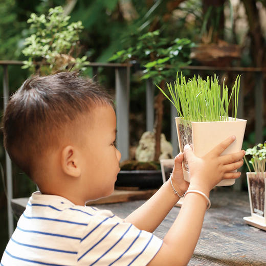 自然造物种开心植物盲盒儿童种植小盆栽办公室绿植花卉伴手礼七夕 商品图3