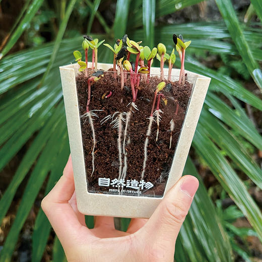 自然造物种开心植物盲盒儿童种植小盆栽办公室绿植花卉伴手礼七夕 商品图1